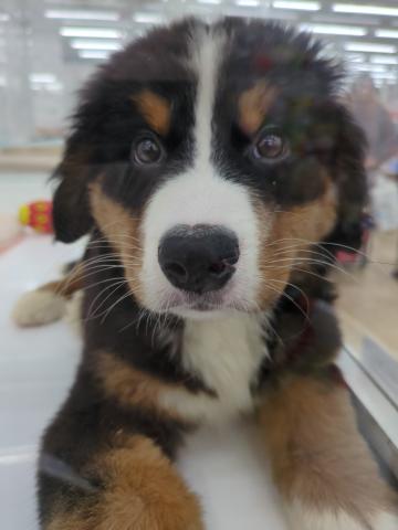 埼玉県のバーニーズマウンテンドッグ (NICO PET 三郷店/2026年2月28日生まれ/男の子/ブラックラストホワイト)の子犬の3枚目の画像