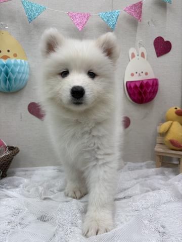 サモエド