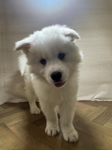 サモエド