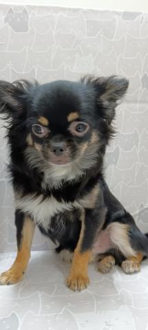富山県のチワワ(ロング) (ペットアミ宮野店/2025年9月13日生まれ/男の子/ブラックタン)の子犬の2枚目の画像