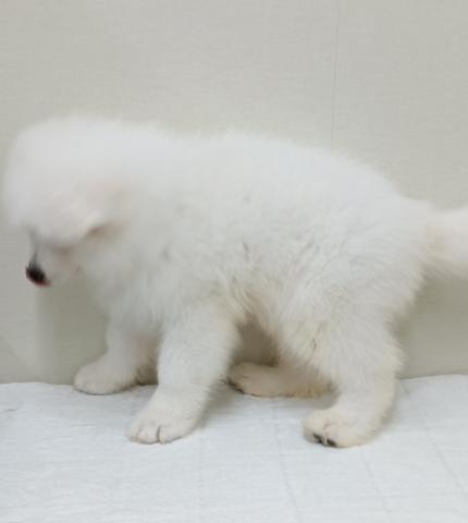 富山県のサモエド (ペットアミ宮野店/2026年2月8日生まれ/男の子/ホワイト)の子犬の2枚目の画像