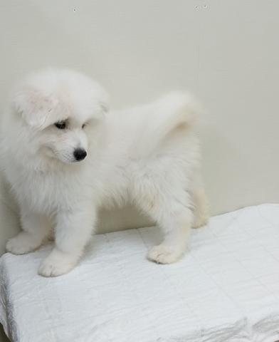 富山県のサモエド (ペットアミ宮野店/2026年2月8日生まれ/男の子/ホワイト)の子犬の3枚目の画像