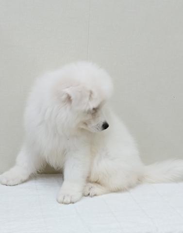 富山県のサモエド (ペットアミ宮野店/2026年2月8日生まれ/男の子/ホワイト)の子犬の4枚目の画像
