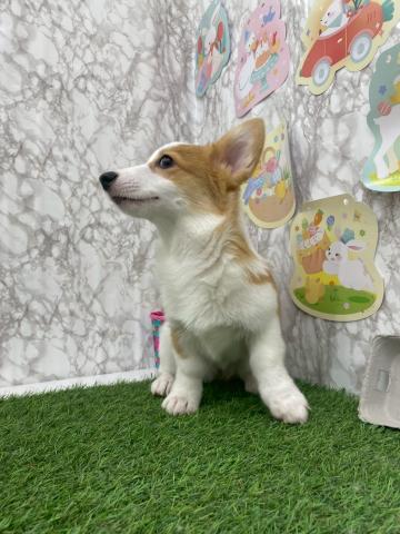 ウェルシュコーギーペンブローク