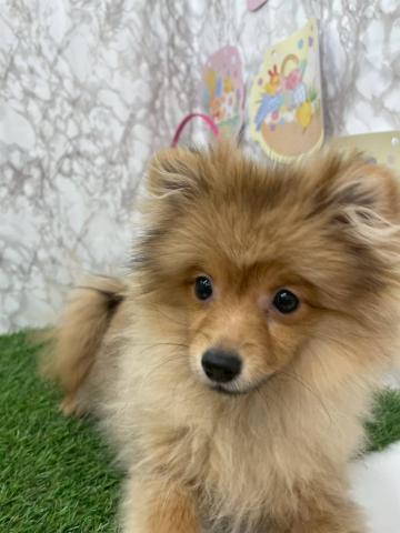 ポメラニアン