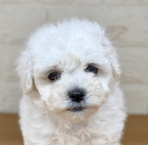 新潟県のハーフ犬・ミックス犬 (ペットアミ 小千谷店/2026年2月22日生まれ/女の子/ホワイトクリーム)の子犬の2枚目の画像