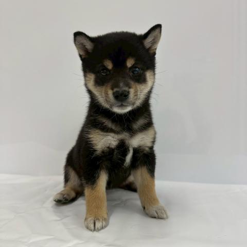 柴犬