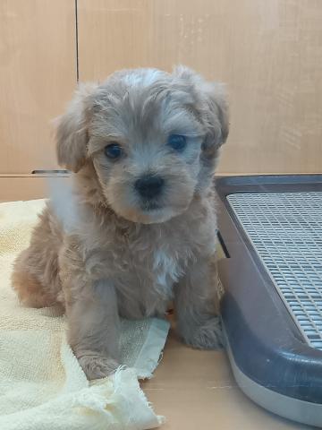 新潟県のハーフ犬・ミックス犬 (ペットアミ 六日町店/2026年2月21日生まれ/男の子/アプリコット)の子犬の1枚目の画像