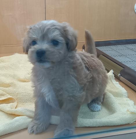 新潟県のハーフ犬・ミックス犬 (ペットアミ 六日町店/2026年2月21日生まれ/男の子/アプリコット)の子犬の2枚目の画像