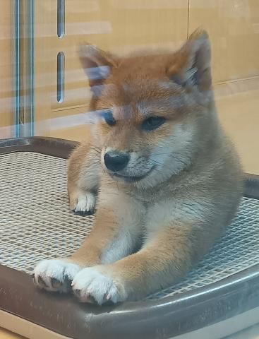 新潟県の柴犬(標準サイズ) (ペットアミ 六日町店/2026年2月15日生まれ/女の子/赤)の子犬の1枚目の画像