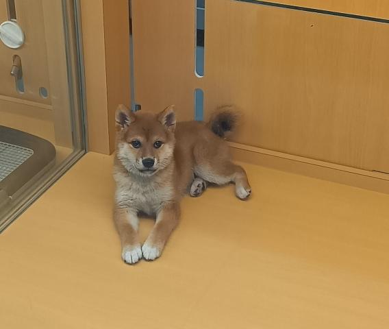 新潟県の柴犬(標準サイズ) (ペットアミ 六日町店/2026年2月15日生まれ/女の子/赤)の子犬の2枚目の画像