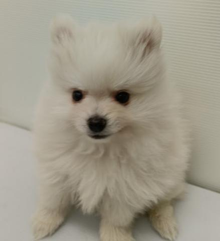 秋田県のポメラニアン (ペットアミ 本荘インター店/2025年11月20日生まれ/男の子/ホワイト)の子犬の1枚目の画像