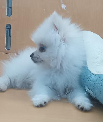 新潟県のポメラニアン (ペットアミ 六日町店/2026年4月18日生まれ/男の子/クリーム)の子犬の4枚目の画像