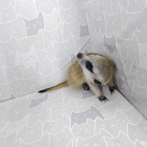 ミーアキャット