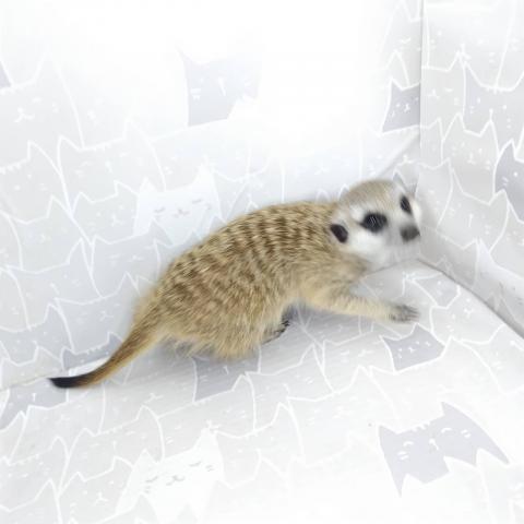 ミーアキャット