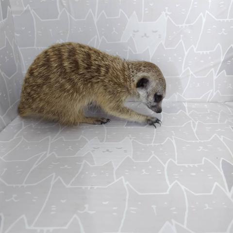 ミーアキャット