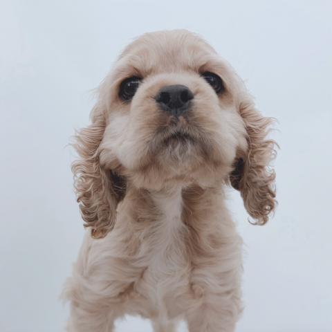 新潟県のアメリカンコッカースパニエル (ペットアミ 新津店/2026年2月10日生まれ/男の子/バフ)の子犬の2枚目の画像