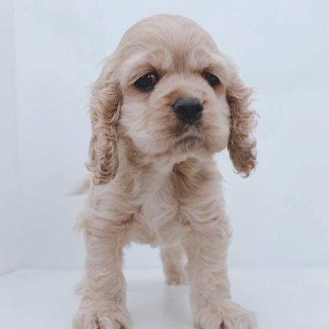 新潟県のアメリカンコッカースパニエル (ペットアミ 新津店/2026年2月10日生まれ/男の子/バフ)の子犬の3枚目の画像