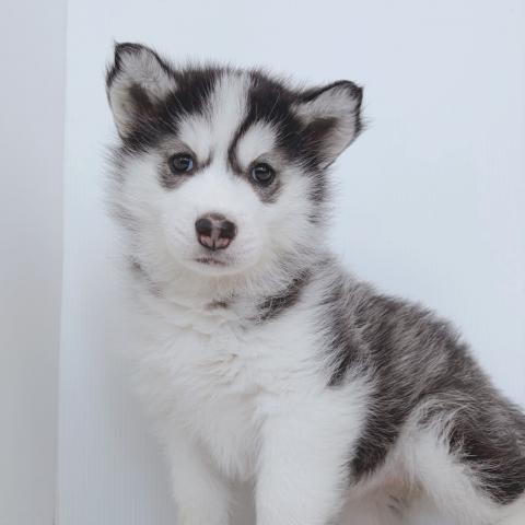 新潟県のシベリアンハスキー (ペットアミ 新津店/2026年2月21日生まれ/女の子/ブラックホワイト)の子犬の2枚目の画像