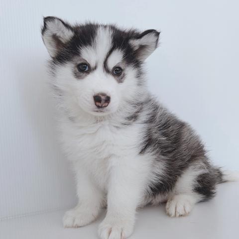新潟県のシベリアンハスキー (ペットアミ 新津店/2026年2月21日生まれ/女の子/ブラックホワイト)の子犬の4枚目の画像