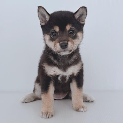 新潟県の柴犬(標準サイズ) (ペットアミ 新津店/2026年2月21日生まれ/女の子/ブラック)の子犬の1枚目の画像