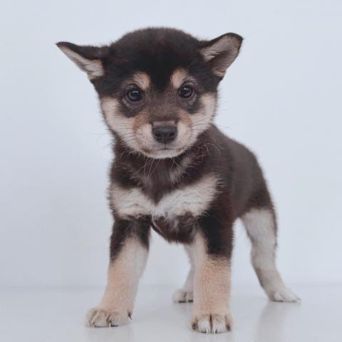 新潟県の柴犬(標準サイズ) (ペットアミ 新津店/2026年2月21日生まれ/女の子/ブラック)の子犬の2枚目の画像
