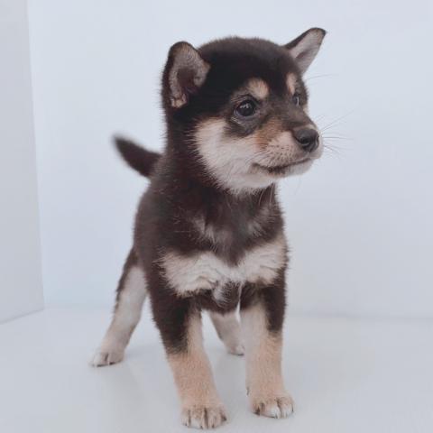 新潟県の柴犬(標準サイズ) (ペットアミ 新津店/2026年2月21日生まれ/女の子/ブラック)の子犬の3枚目の画像
