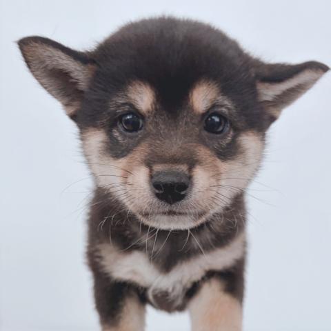 新潟県の柴犬(標準サイズ) (ペットアミ 新津店/2026年2月21日生まれ/女の子/ブラック)の子犬の4枚目の画像