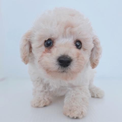 新潟県のトイプードル(トイ) (ペットアミ 新津店/2026年2月20日生まれ/女の子/クリーム)の子犬の2枚目の画像