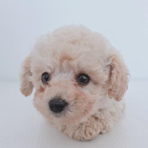 新潟県のトイプードル(トイ) (ペットアミ 新津店/2026年2月20日生まれ/女の子/クリーム)の子犬の3枚目の画像