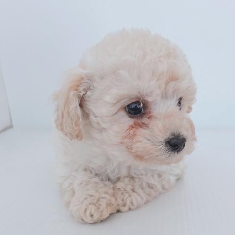 新潟県のトイプードル(トイ) (ペットアミ 新津店/2026年2月20日生まれ/女の子/クリーム)の子犬の4枚目の画像
