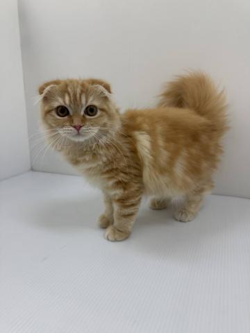 スコティッシュフォールド