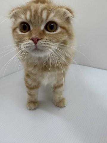 スコティッシュフォールド