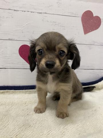 群馬県のハーフ犬・ミックス犬 (ペットアミ 前橋店/2026年2月27日生まれ/男の子/フォーン)の子犬の2枚目の画像