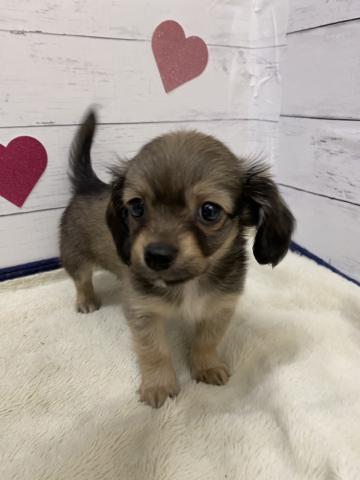 群馬県のハーフ犬・ミックス犬 (ペットアミ 前橋店/2026年2月27日生まれ/男の子/フォーン)の子犬の3枚目の画像