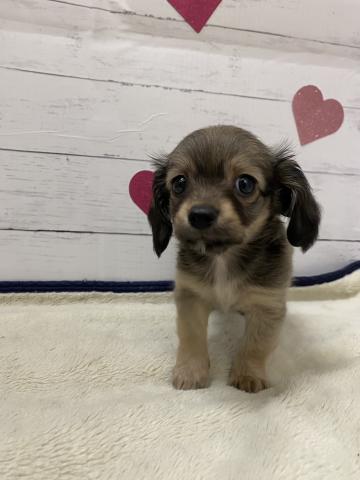 群馬県のハーフ犬・ミックス犬 (ペットアミ 前橋店/2026年2月27日生まれ/男の子/フォーン)の子犬の4枚目の画像