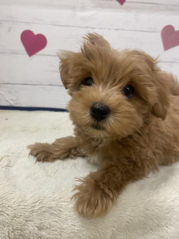 群馬県のハーフ犬・ミックス犬 (ペットアミ 前橋店/2026年2月27日生まれ/男の子/その他色)の子犬の2枚目の画像