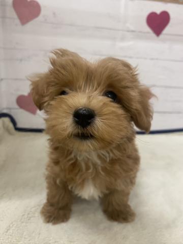 群馬県のハーフ犬・ミックス犬 (ペットアミ 前橋店/2026年2月27日生まれ/男の子/その他色)の子犬の3枚目の画像