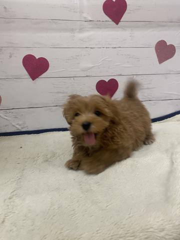 群馬県のハーフ犬・ミックス犬 (ペットアミ 前橋店/2026年2月27日生まれ/男の子/その他色)の子犬の4枚目の画像