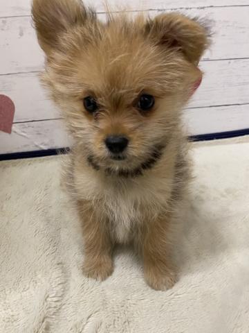 群馬県のハーフ犬・ミックス犬 (ペットアミ 前橋店/2026年2月27日生まれ/女の子/オレンジ)の子犬の2枚目の画像