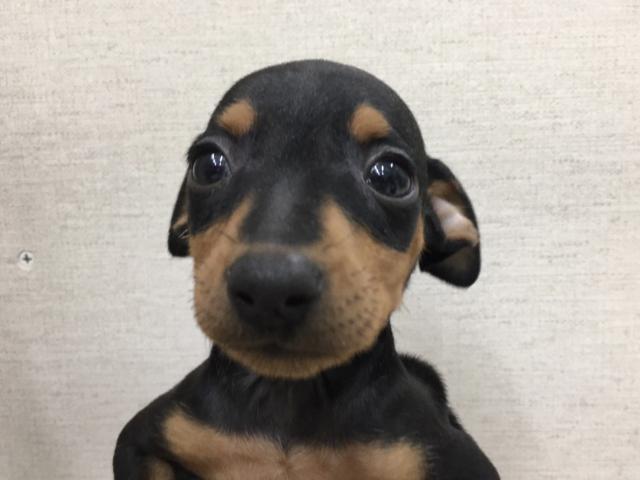 ミニチュアピンシャー