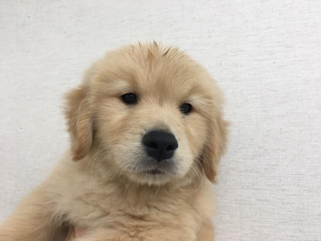 ゴールデンレトリーバー