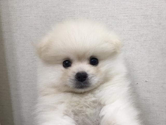 ポメラニアン