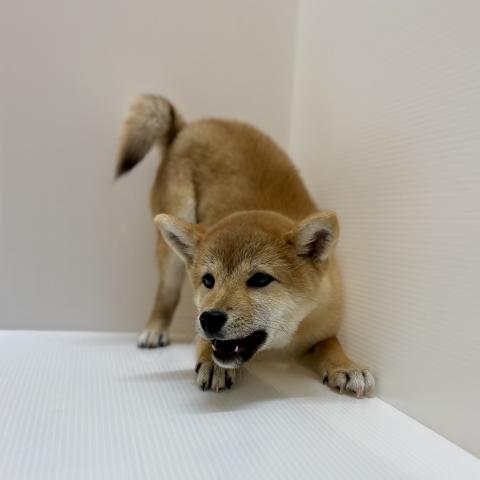 新潟県の柴犬(標準サイズ) (ペットアミ 加茂店/2026年1月2日生まれ/女の子/赤)の子犬の2枚目の画像