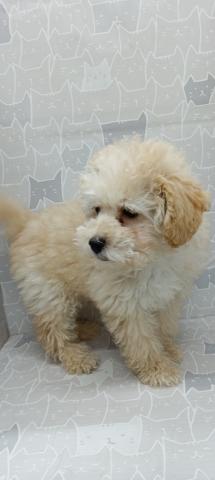 富山県のトイプードル(トイ) (ペットアミ宮野店/2026年1月31日生まれ/女の子/アプリコット)の子犬の2枚目の画像