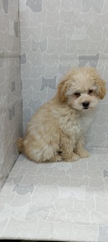富山県のトイプードル(トイ) (ペットアミ宮野店/2026年1月31日生まれ/女の子/アプリコット)の子犬の4枚目の画像