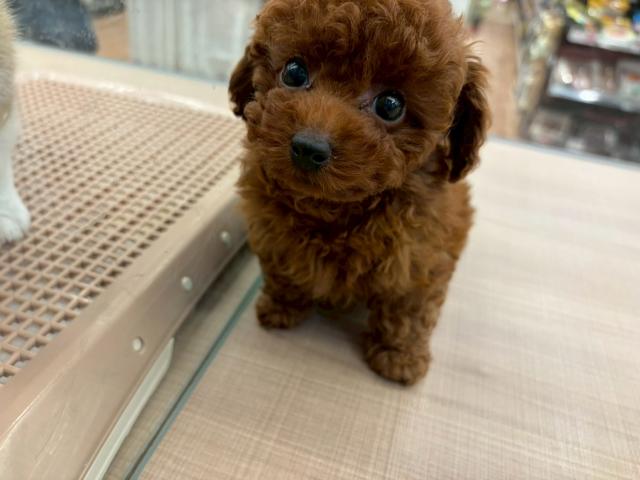 トイプードル