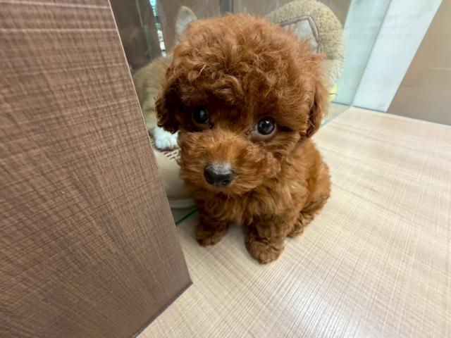 トイプードル