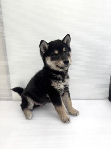 柴犬