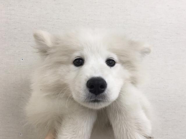 サモエド子犬